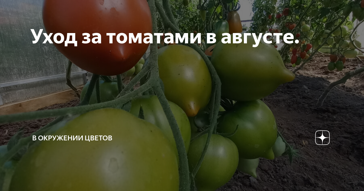 Выращивание помидоров в теплице: формирование, уход, подкормка