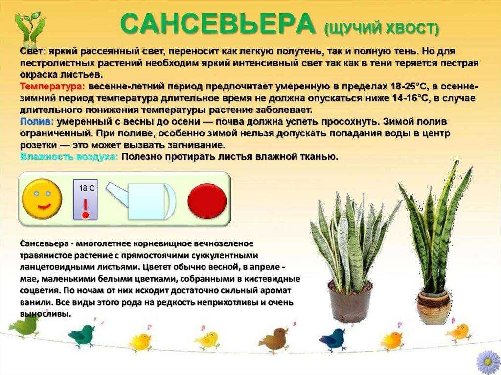 Хавортия: всё о посадке и размножении, уходе за цветком в домашних условиях