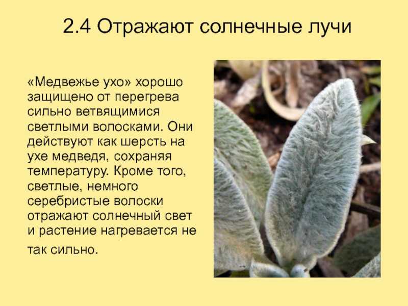 Растения, устойчивые к холоду и жаре, характеристики ▷➡️ постпосмо | постпост