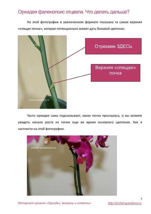 У орхидеи засох цветонос: что делать, если он полностью завял - видео от специалистов