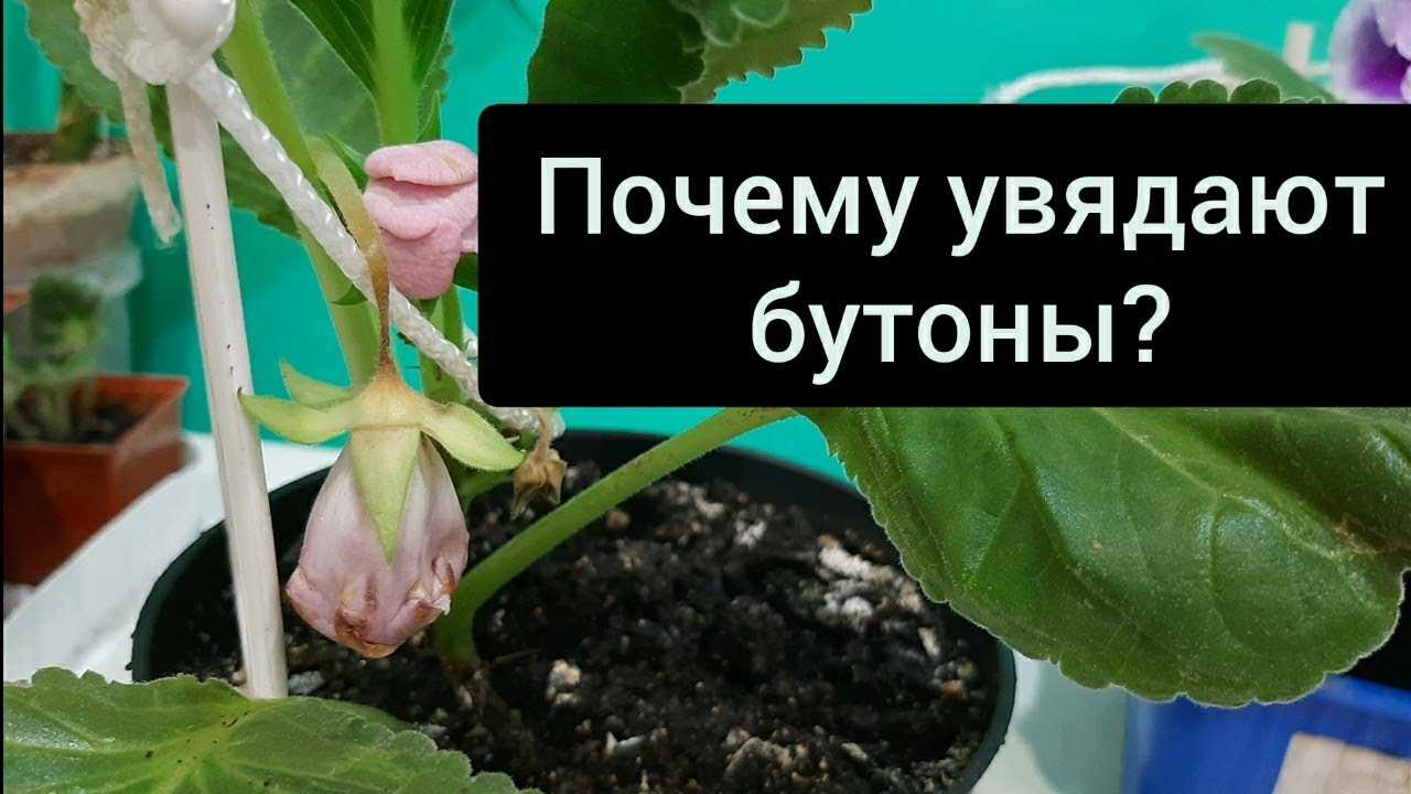 Чтобы у глоксинии было много цветов: 5 правил ухода за растением
