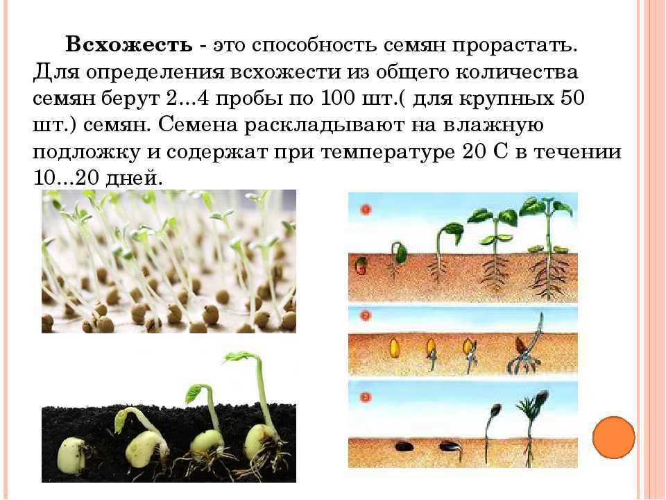 Как подготовить семена к посеву: пошаговая инструкция