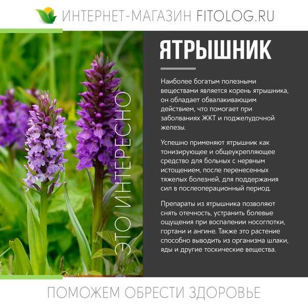 Такой род, как энциклия Encyclia имеет прямое отношение к семейству орхидные Он объединяет больше 160 видов растений, представленных литофитами и эпифитами В природе их можно повстречать в Центральной и Южной Америке