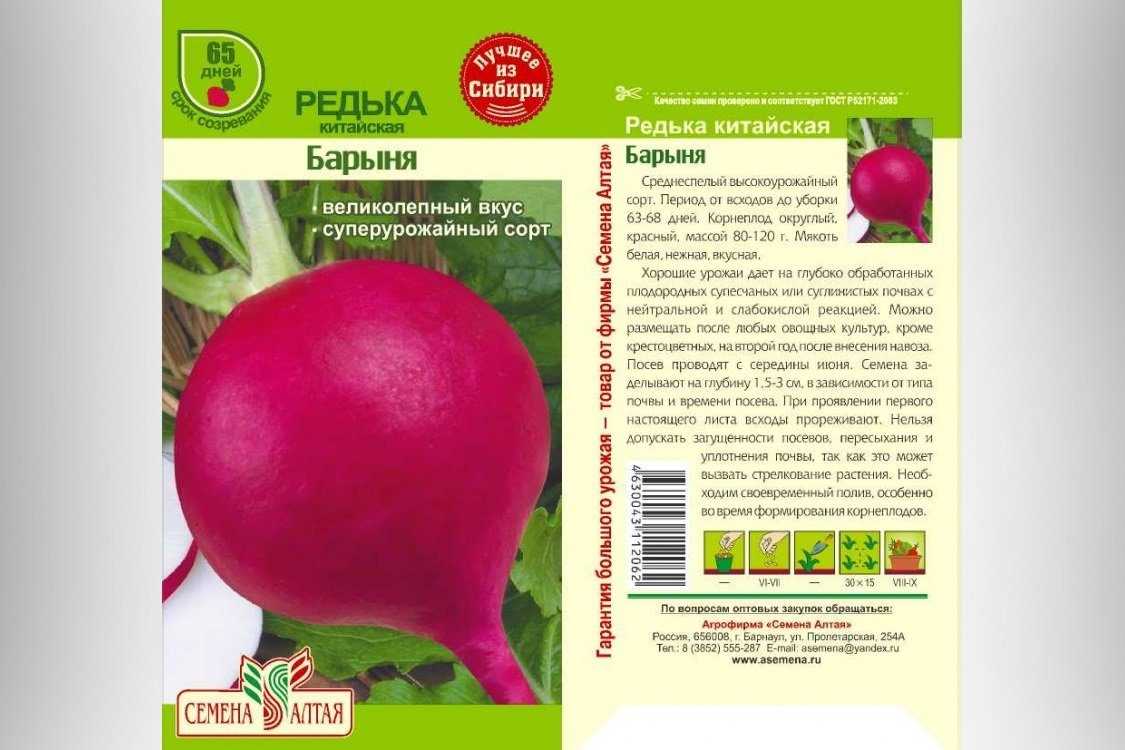 Арбузная редька - выращивание и уход. особенности, польза, рецепт салата