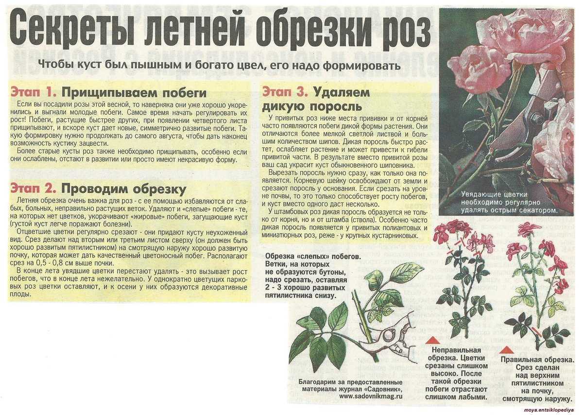 Эсхинантус мона лиза: уход в домашних условиях, размножение, фото