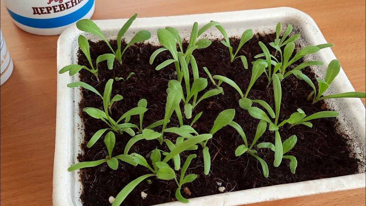 Выращивание статицы от посева семян до роскошного декора