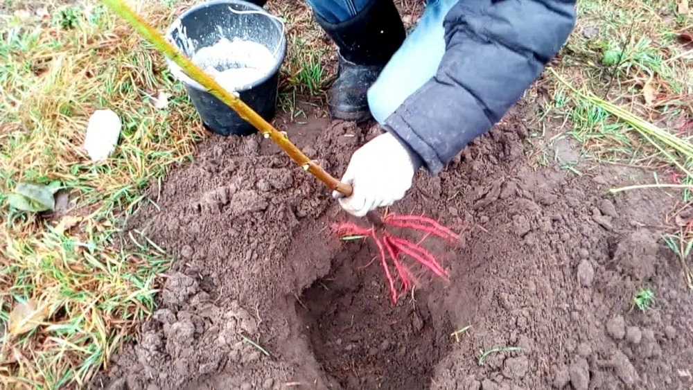 ✅ когда лучше сажать рябину весной или осенью. посадка рябины красной обыкновенной весной и уход за ней - живой-сад.рф