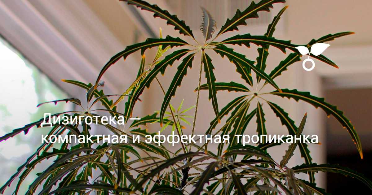 ᐉ цветок дизиготека: уход в домашних условиях, фото и виды, размножение черенками и семенами - roza-zanoza.ru
