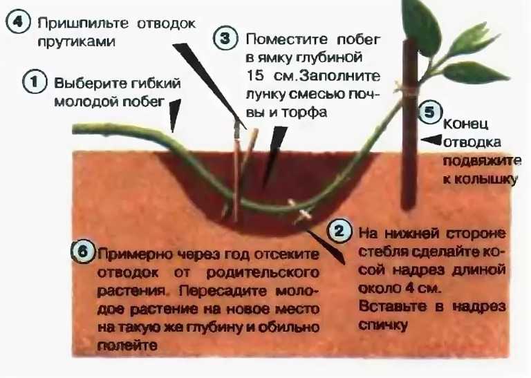 Жимолость: описание, посадка, уход | (20+ фото) +отзывы