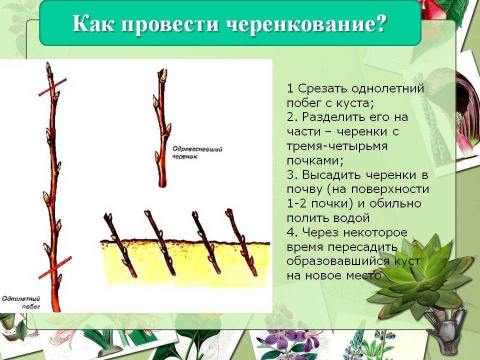 Как размножить калину черенками. размножение черенками
