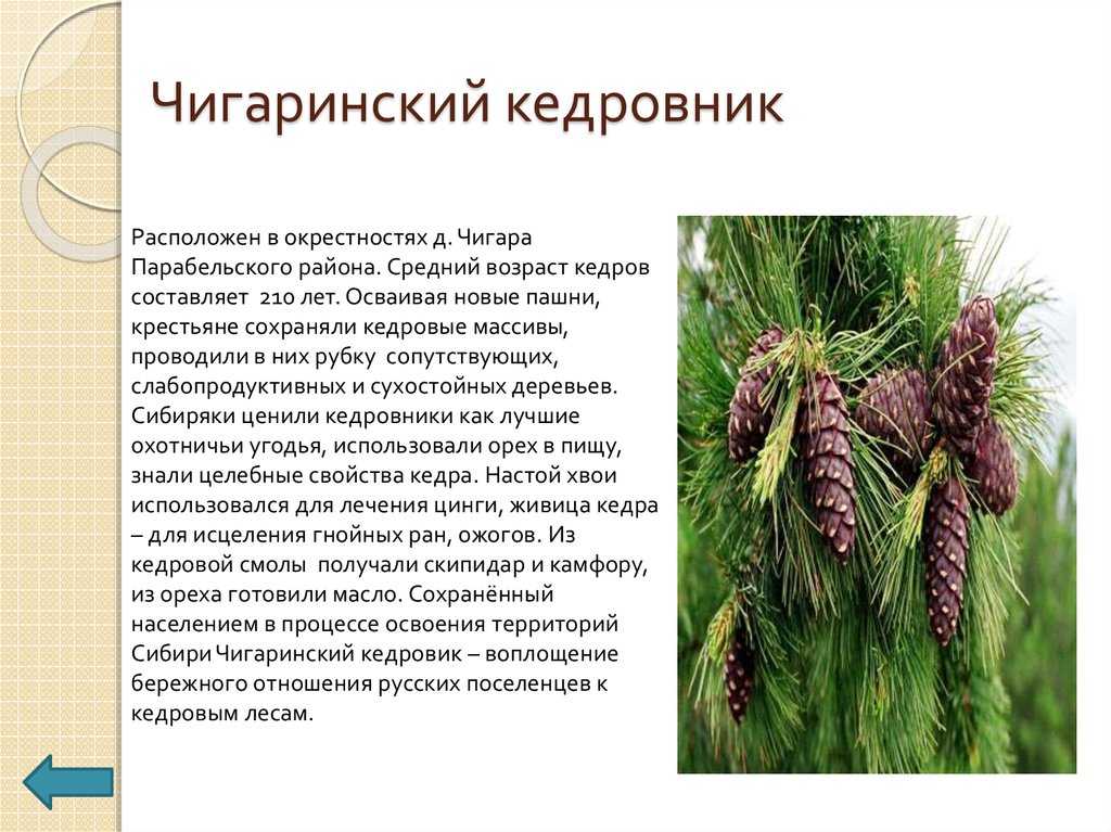 Все о кедре сибирском: описание, способы и правила выращивания