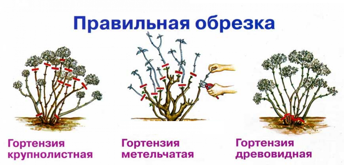 Гаультерия: популярные виды и уход в домашних условиях