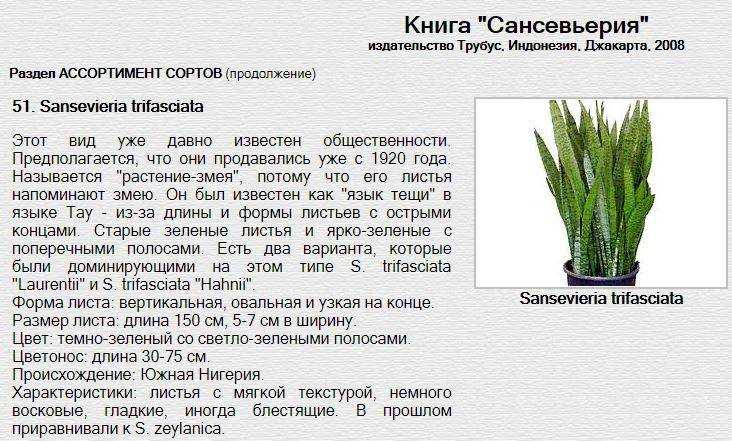 ✅ цветок сансевиерия: описание, разновидности и уход в домашних условиях - сад62.рф
