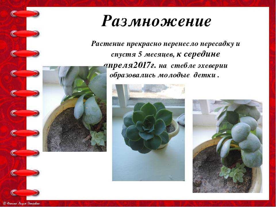 Эхеверия — уход и размножение дома