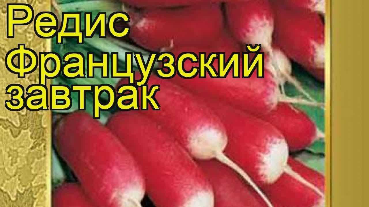 Редис – описание, фото, сорта, выращивание, польза