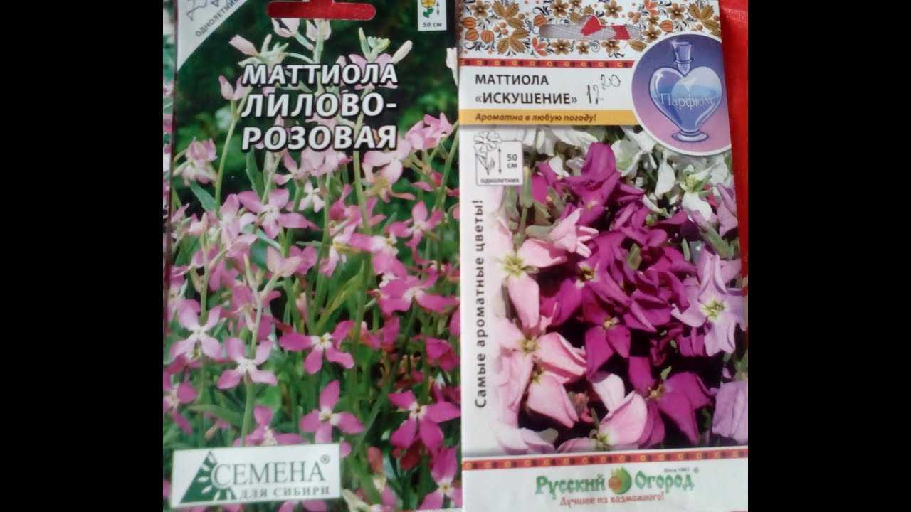Левкой: посадка и уход в открытом грунте, выращивание из семян в домашних условиях