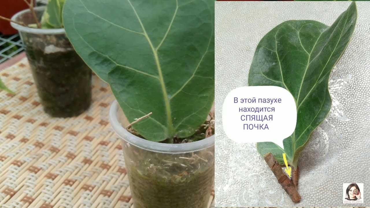 Фикус лировидный