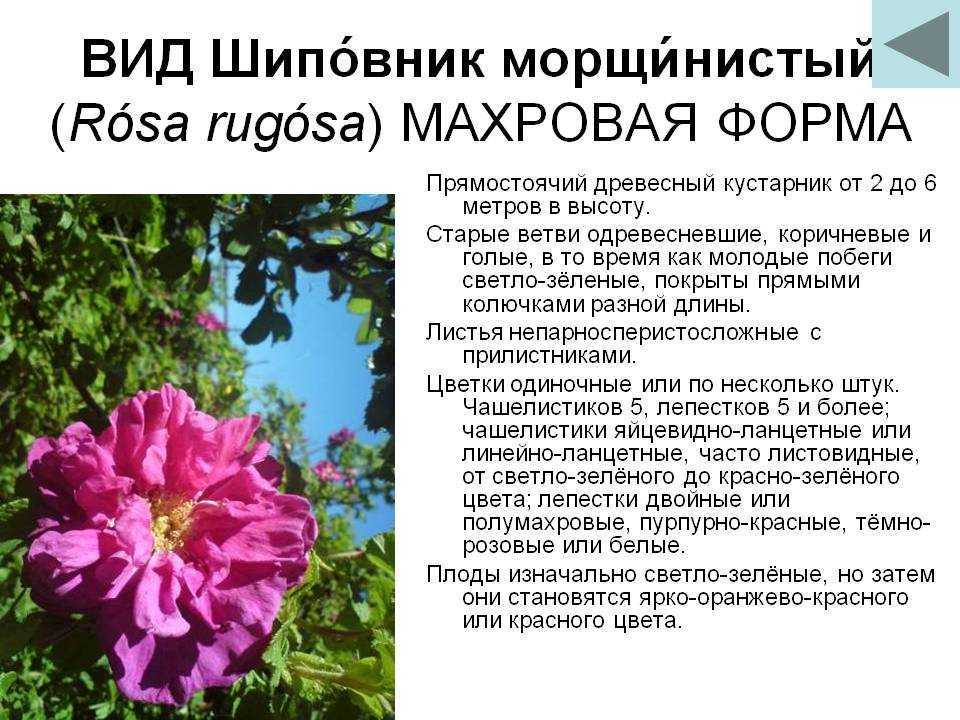 Роза морщинистая (ругоза): описание, сорта, советы по выращиванию