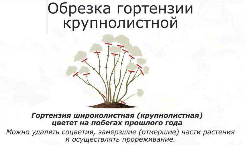Выращивание фуксии в домашних условиях и уход за ней: как формировать микроклимат для цветка, каковы принципы размножения данного растения? selo.guru — интернет портал о сельском хозяйстве