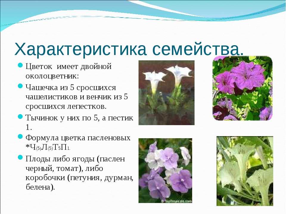 Петуния кустовая: названия сортов с описанием и фото разновидностей цветкадача эксперт