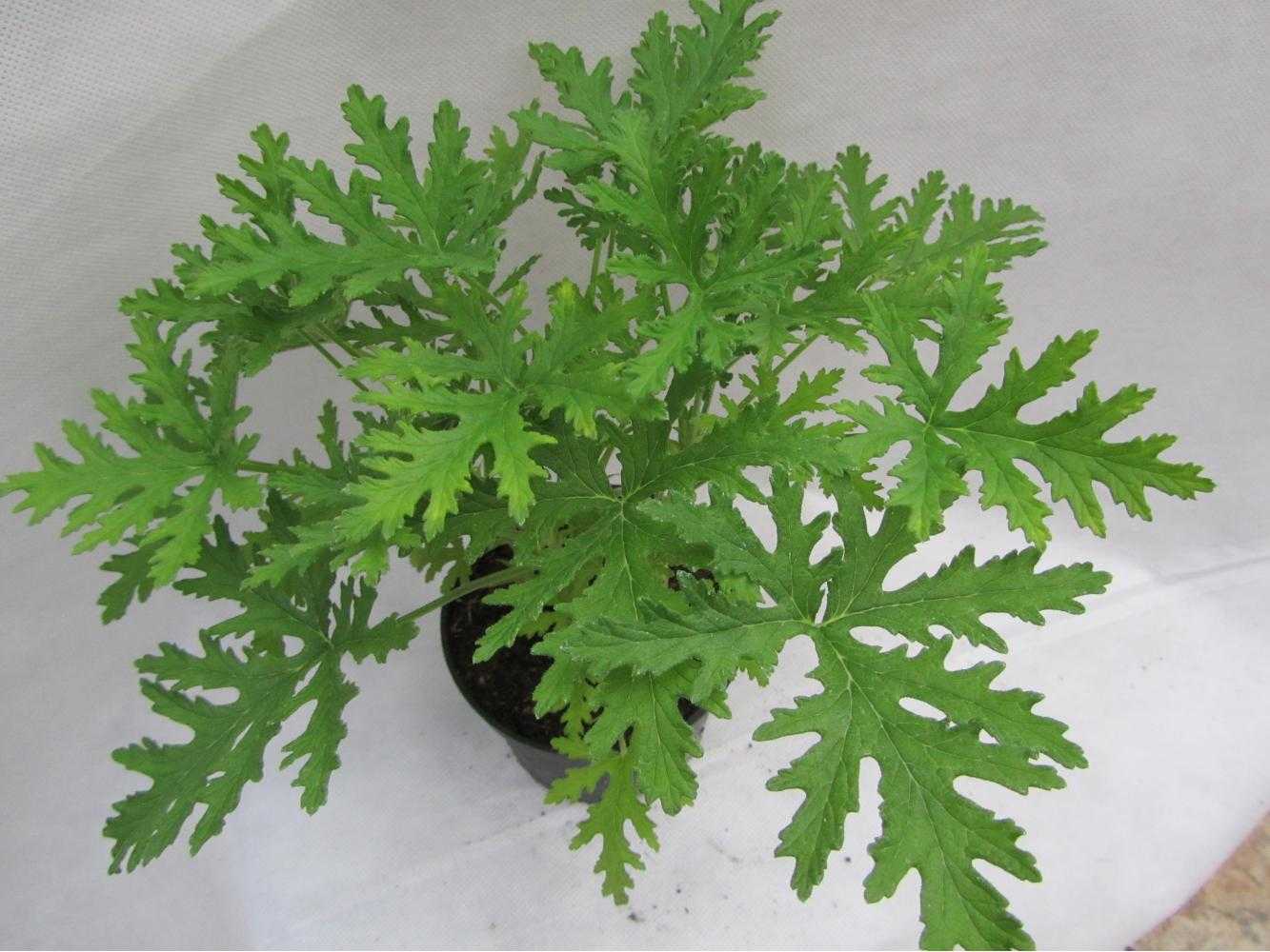 Лимон — citrus limon (l.) burm. f.
