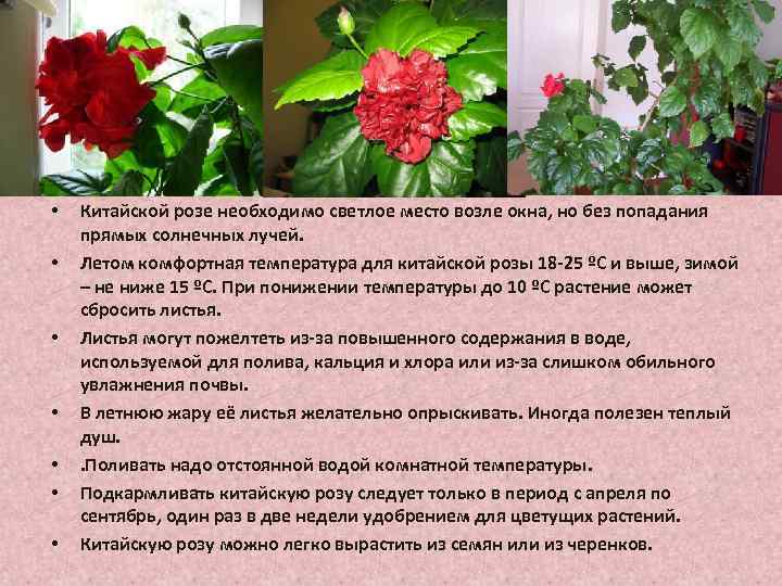 Почему китайскую розу называют цветком смерти и что это за культура? можно держать ее дома или нельзя?