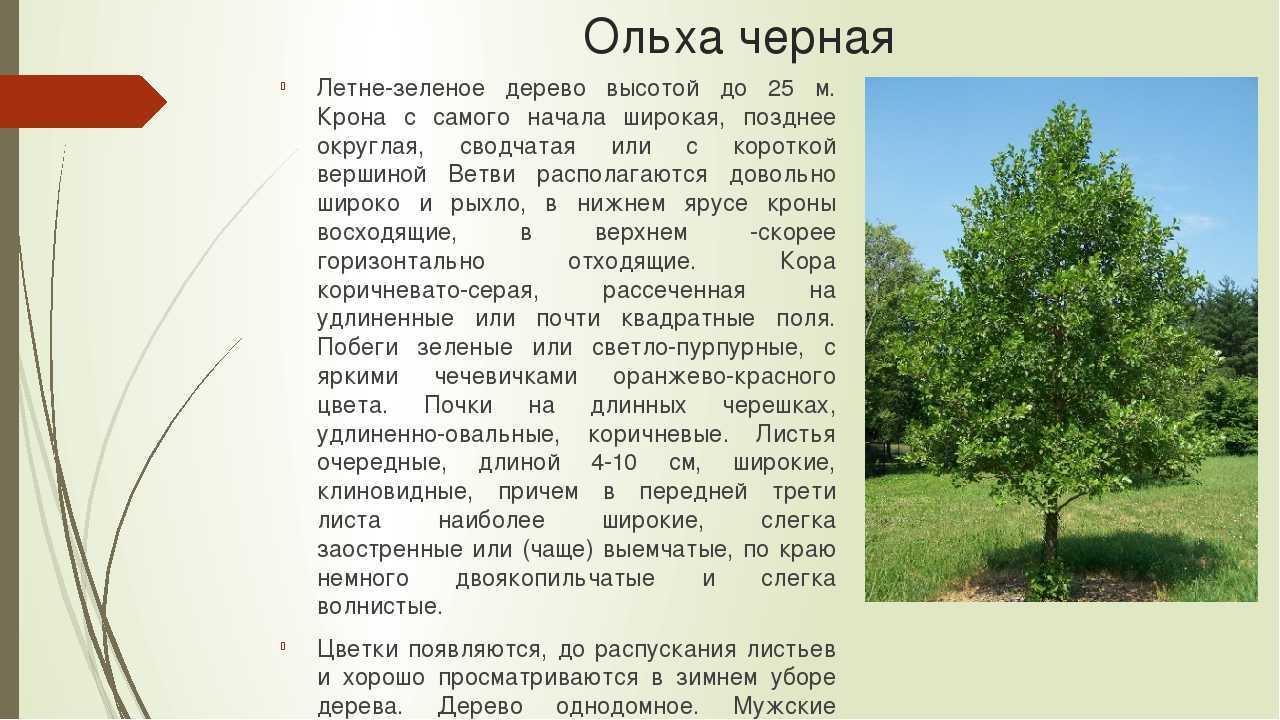 Часть 1. не красавица, чёрная, серая, лесная: кто ты такая?
