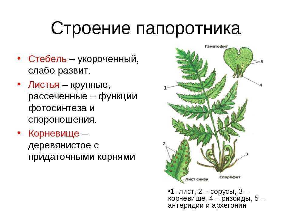 Папоротник птерис: выращивание, размножение, виды и сорта, значение в доме
