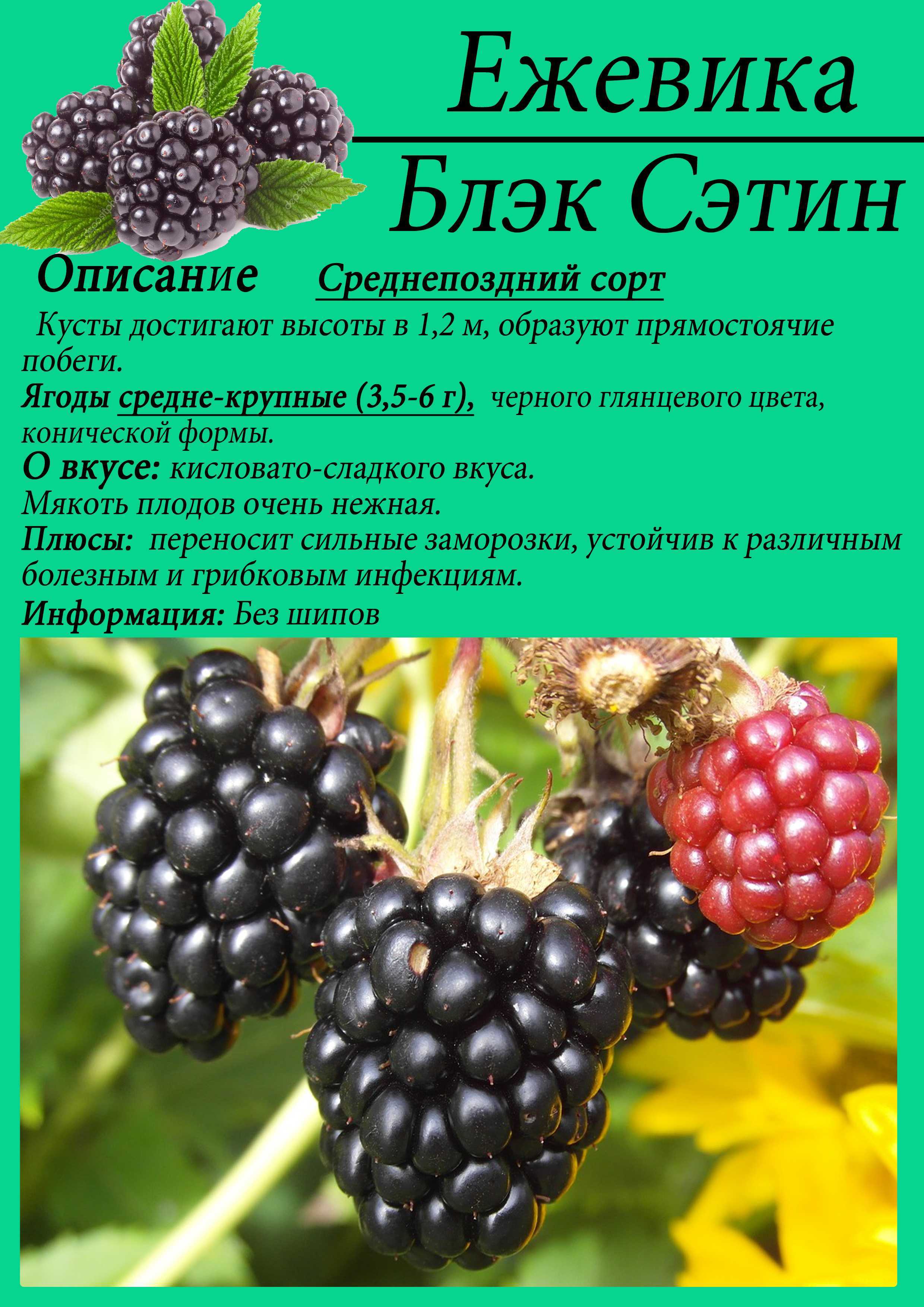 Уход за ежевикой летом: как ухаживать за садовой ежевикой, чтобы был хороший урожай, правила летнего ухода, полезные советы