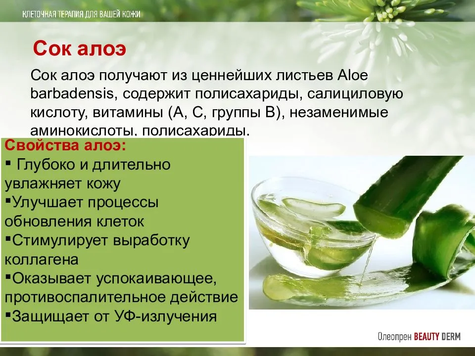 Алоэ, мед и кагор — целебная настойка от всех болезней