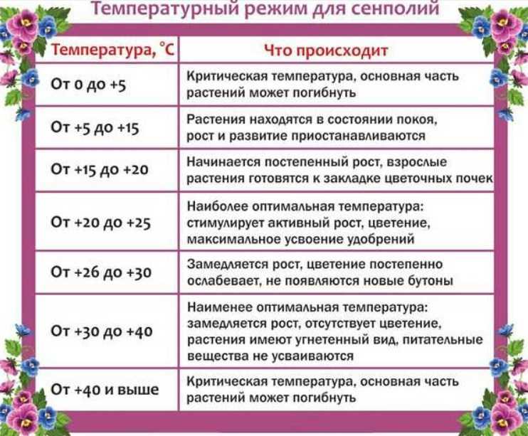Температура для комнатных растений: оптимальные, максимальные и минимальные значения, хранение цветов | клуб цветоводов