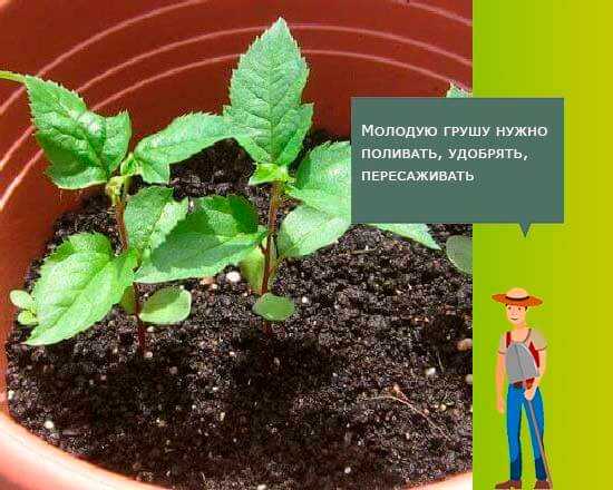 Как вырастить грушу из семечка в домашних условиях