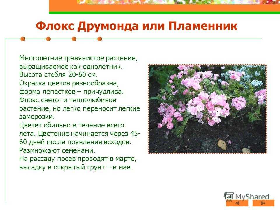 Флокс однолетний: тонкости выращивания пламенного цветка из семян + фото