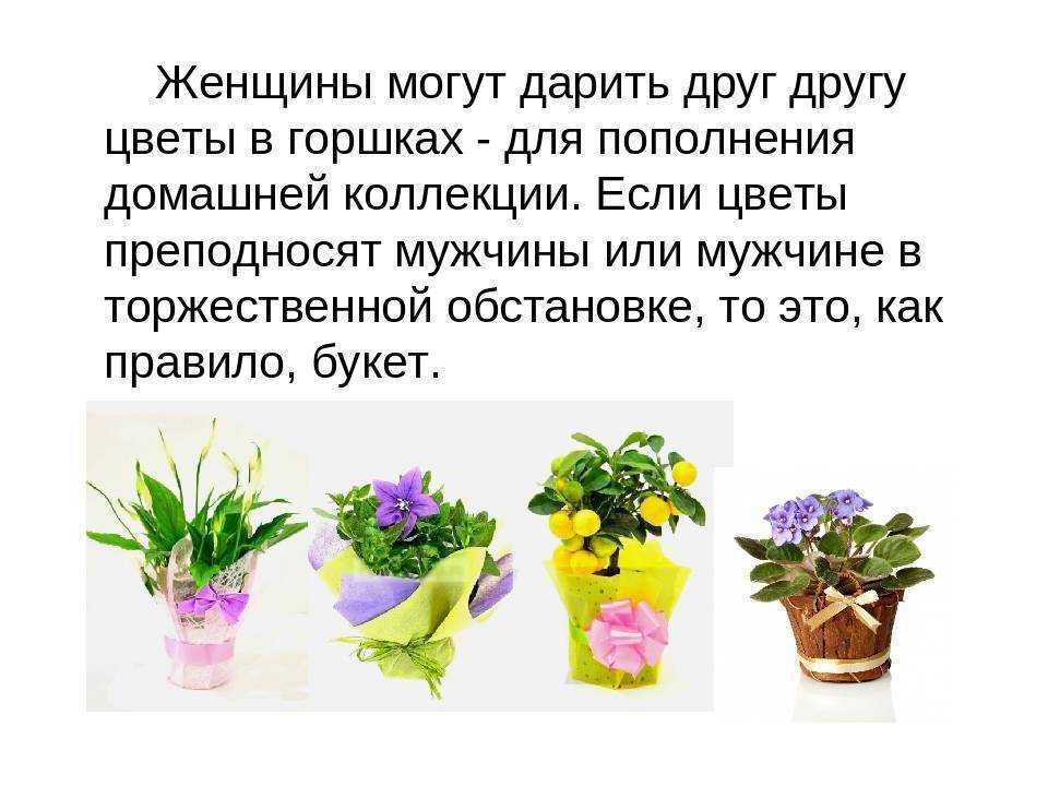 Почему гибискус цветок смерти, приметы и суеверия, можно ли держать дома китайскую розу
