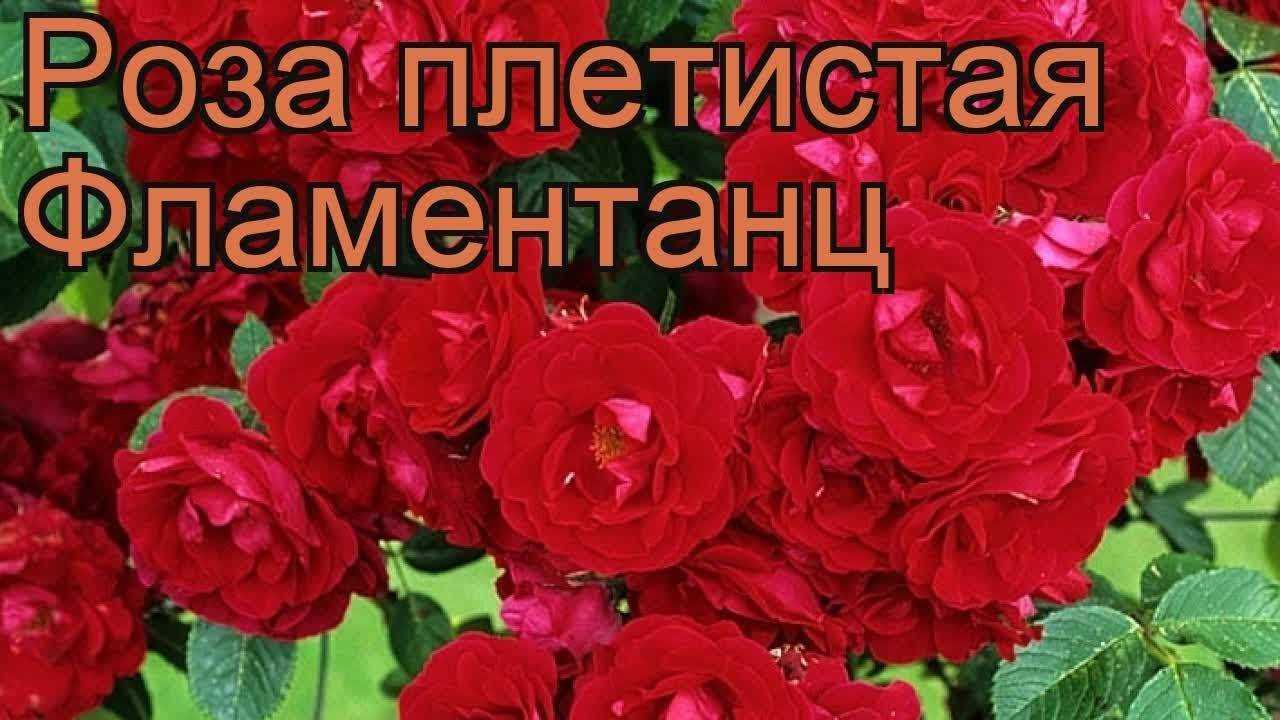 Посадка и уход за розой фламентанц