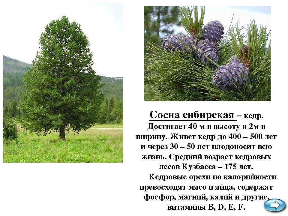 Кедр (хвойное дерево)