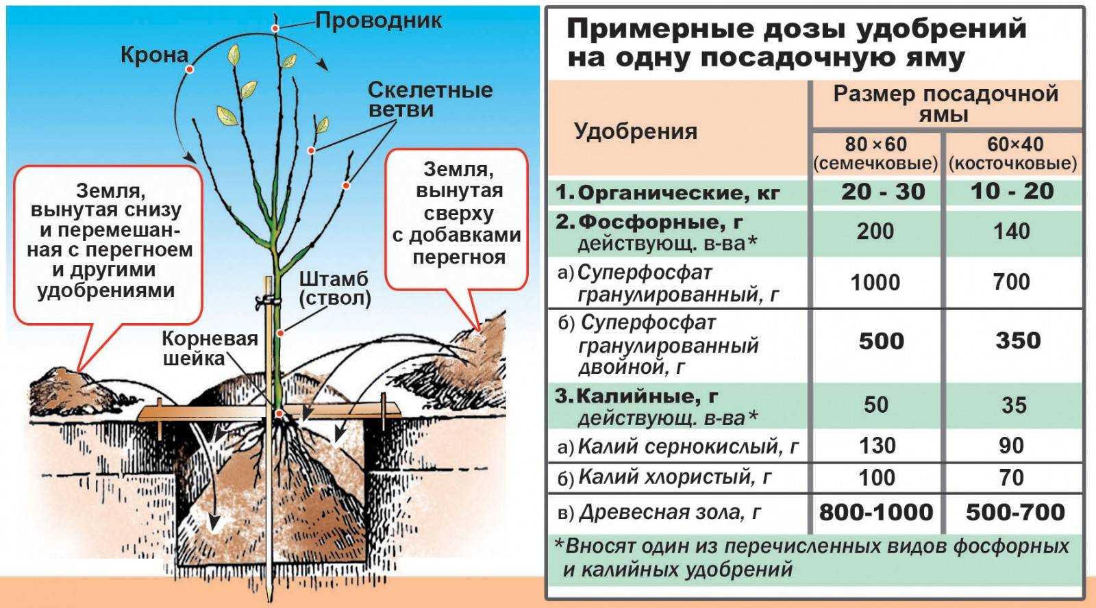 Черешня - посадка и уход в средней полосе россии