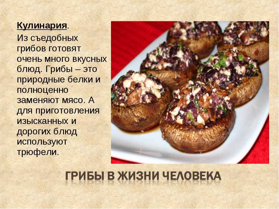 Блюда из сырых рыжиков и заготовки на зиму