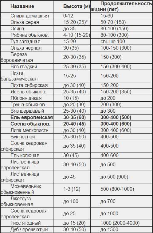 Кипарис- выращивание в саду и в домашних условиях
