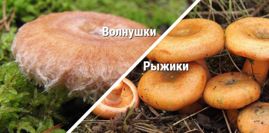Грибы волнушки: съедобные или нет? как выглядят грибы волнушки, какие бывают, чем полезны, как отличить съедобные от ложных: фотографии грибов волнушек с названиями и описанием. где, в каком лесу растут грибы волнушки, когда появляются, когда их собирают?