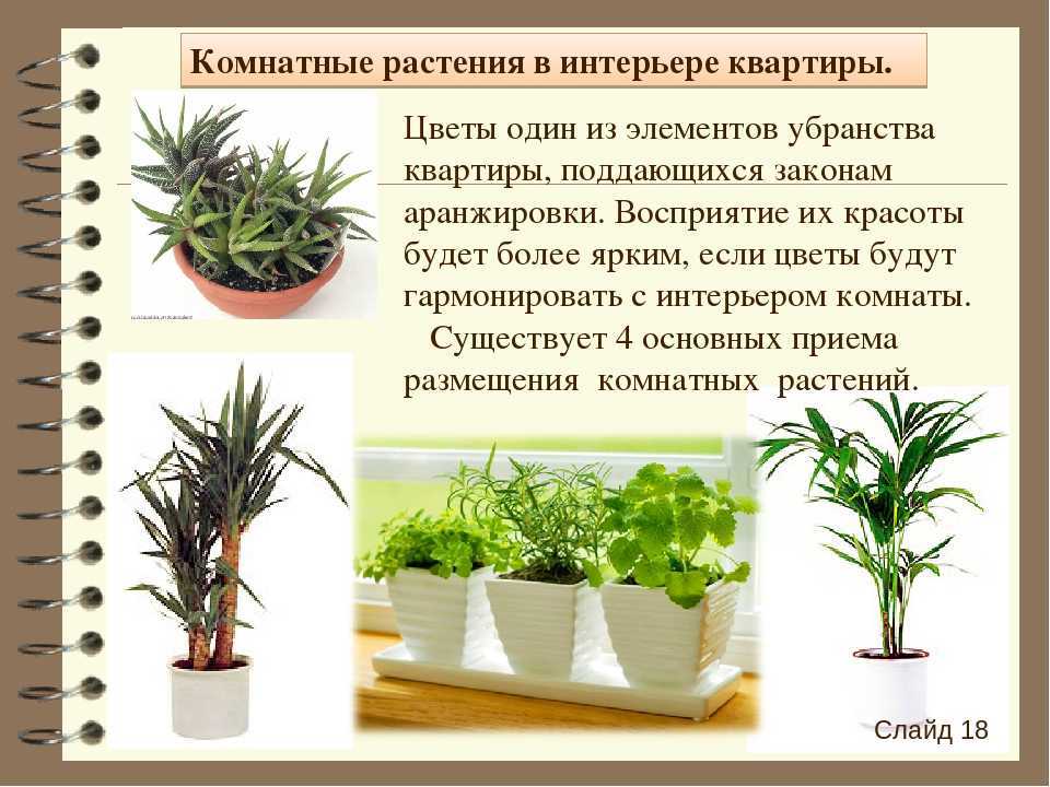 Орхидея ядовита или нет, а также вред или пользу несет для организма человека в доме и какие сорта подходят для выращивания в квартире?дача эксперт