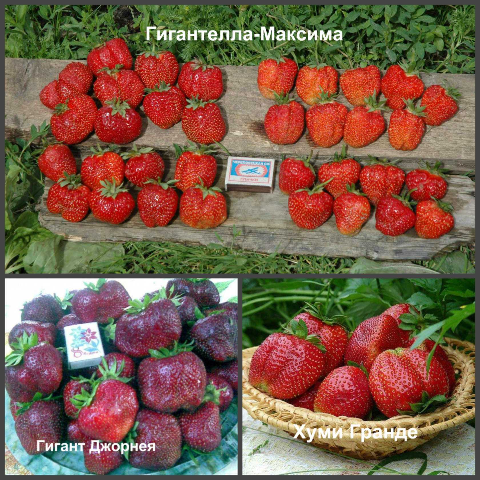 Земляника избранница описание сорта - у дачки