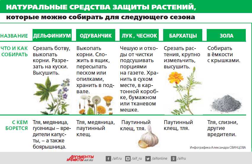 10 самых распространенных вредителей комнатных растений. описание, методы борьбы. фото — ботаничка