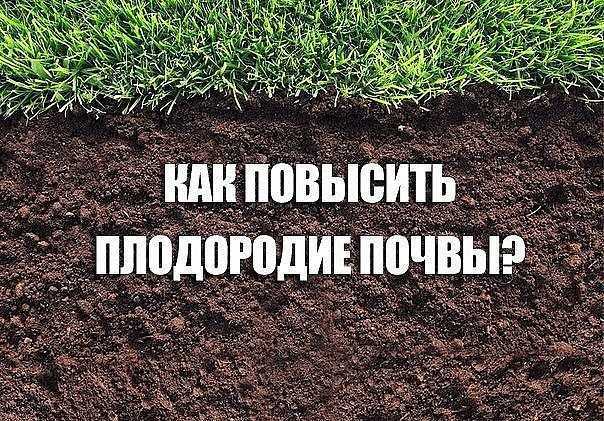 Естественное плодородие почвы – что это такое и как его повысить