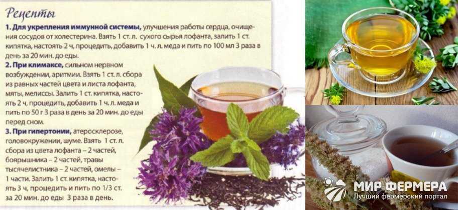Чай из рододендрона: его полезные свойства и вред, как правильно заваривать и употреблять напиток из листьев и других частей растения, а также как сделать настойку?