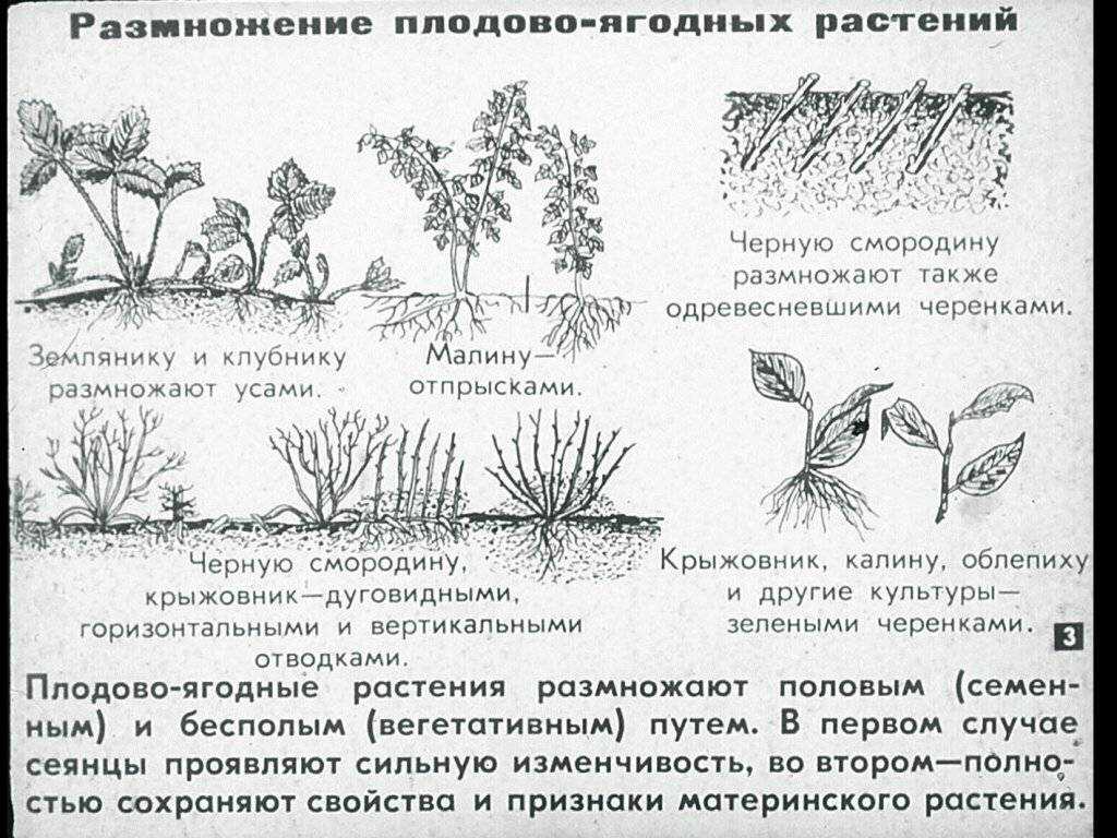 Выращивание буддлеи давида, уход, размножение, сорта и фото