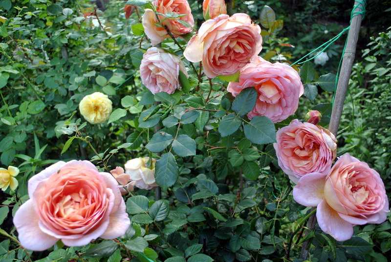 Роза абрахам дерби (abraham darby): фото и описание английского паркового растения, особенности цветения лучшего шраба 1999 года и история возникновения сортадача эксперт