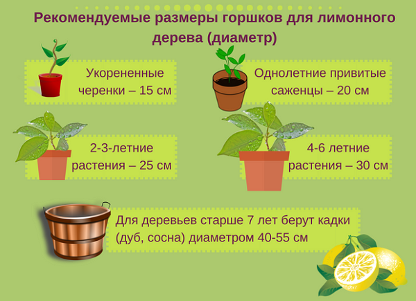 Лимонное дерево — как вырастить в домашних условиях