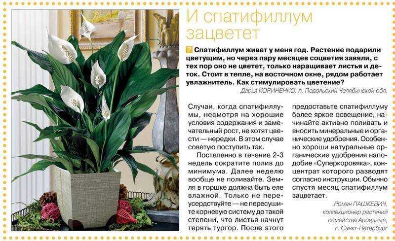 Уход за спатифиллумом: лечение болезней листьев и корней в домашних условиях