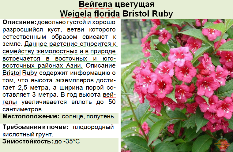 Кустарник бристоль руби фото описание. Вейгела Цветущая (Weigela Florida Bristol Ruby. Вейгела Бристоль Руби. Вейгела Флорида Руби. Вейгела Бристоль Руби осенью.